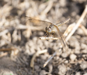 dragonfly in nature. macro