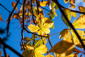 Autumn leaves