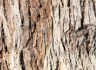 background of tree bark
