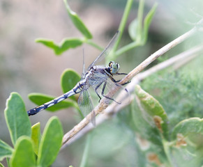 dragonfly in nature. macro
