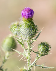 burdock