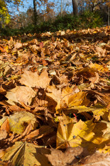 Colorful backround image of fallen autumn leaves