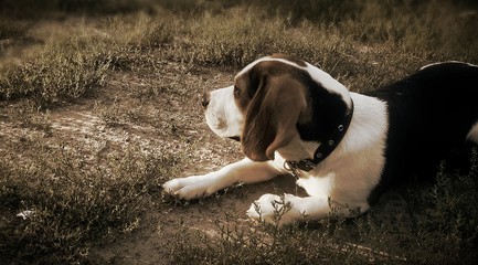 Beagle