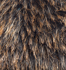 background of fur