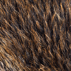 background of fur