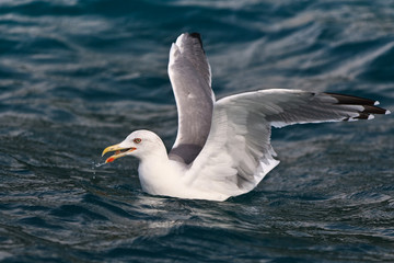Fototapeta na wymiar seagull on water