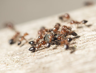 ants in nature. macro