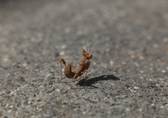 Preying Mantis