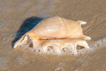Sea shell on the sea sandy beach