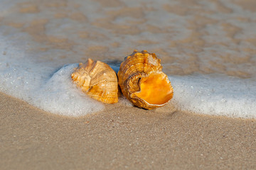 Sea shells on the sandy beach