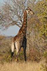 giraffe vertically