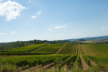 rows of Sangiovese grapes in Tuscany, Italy