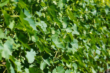 Fototapeta premium closeup background of grapes in Tuscany, Italy