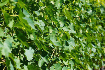 Fototapeta na wymiar closeup background of grapes in Tuscany, Italy
