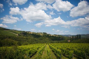 Fototapeta na wymiar rows of Sangiovese grapes in Tuscany, Italy