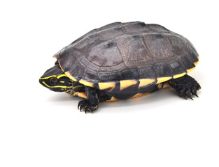 Naklejka premium turtle