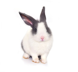 Obraz premium rabbit