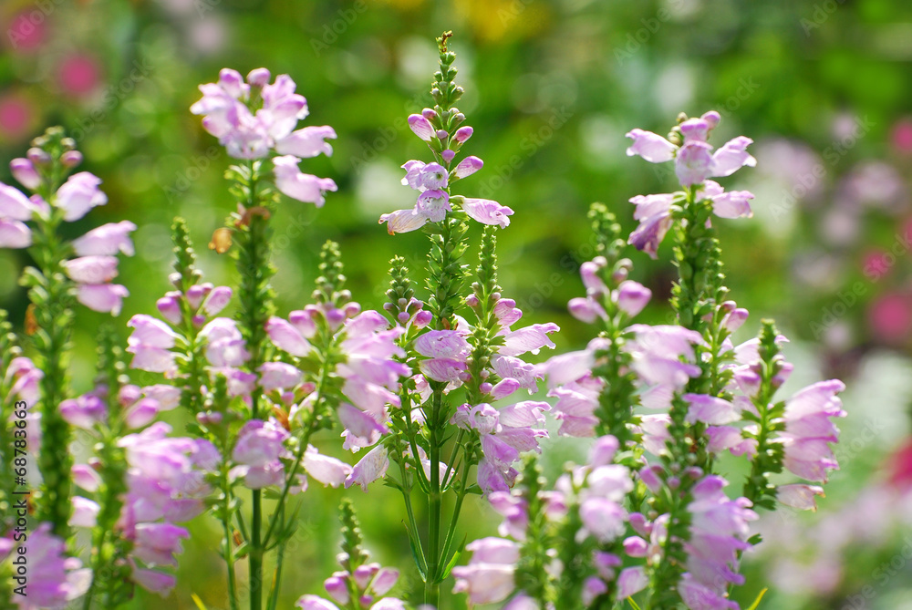 Poster in summer garden