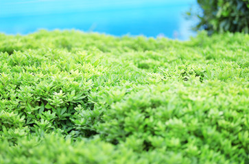 Beautiful green bush close up
