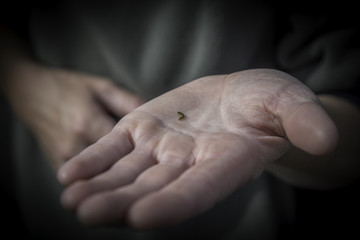Catepillar