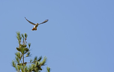 American Kestrel