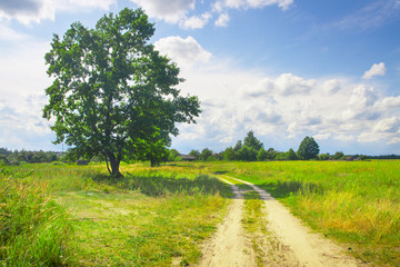 Fototapeta na wymiar beautiful green tree on field with dirt road