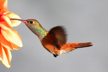 Hummingbird Amazilia peruvian