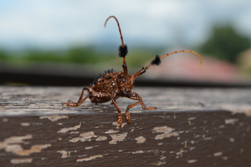 Bug in Asia