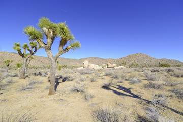 Joshua Trees in Joshua Tree National Park,  Califiornia