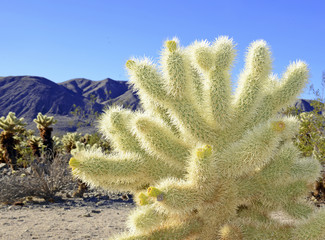 Cholla Cactus, Joshua Tree National Park, Califiornia