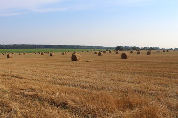 Obraz premium Поле