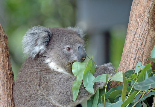 Koala feeding on Eucalyptus leaves, Australia