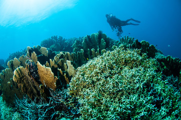Obraz premium Various hard coral reefs in Gorontalo, Indonesia.
