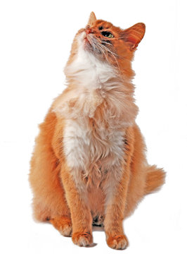 Somali-Katze