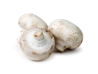 Champignon mushroom