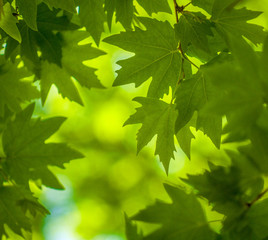 green leaves, shallow focus