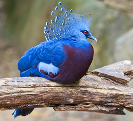 Exotic bird called Goura Victoria