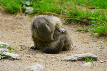 Cucciolo di marmotta si pulisce su sentiero