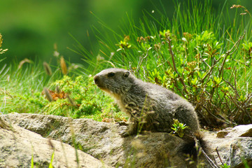 Naklejka na ściany i meble Cucciolo di marmotta su sasso nel sentiero