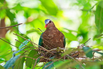 Fototapeta premium Emerald Dove