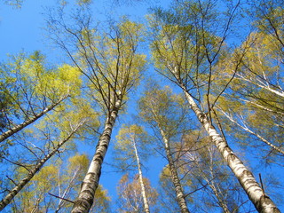 Fototapeta premium Springtide - blue sky and flourishing birch grove