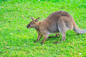 Naklejka na ściany i meble Red kangaroo or bennet's wallaby