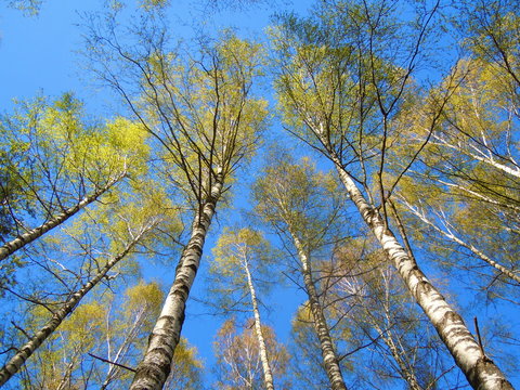 Springtide - blue sky and flourishing birch grove