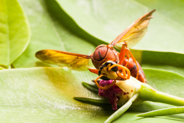 Wasp insect.