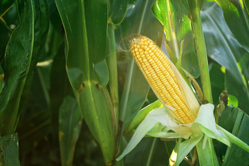 Corn Maize Ear on stalk in field © Bits and Splits