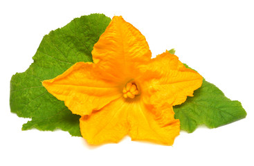 Zucchini flower and leaves