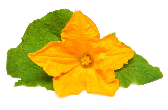 Zucchini Flower And Leaves