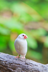 Small birds