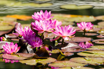Water garden