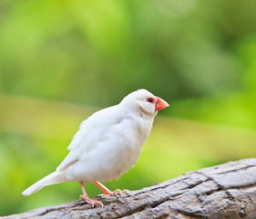 Obraz premium Small birds
